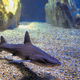 Uno de los tiburones que se exhiben en el acuario italiano.